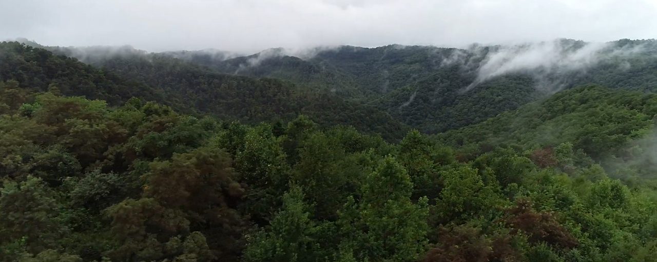 An aerial shot of forest and lots of fog.